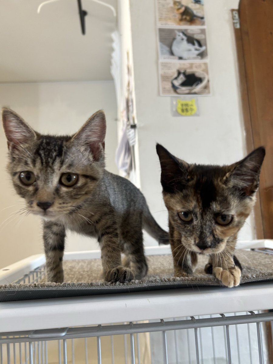 Shine04hello's tweet photo. 暑すぎるから保護猫カフェで癒される事しか出来ない🐈🐈‍⬛🎀✨ https://t.co/Du1eUHtEdJ