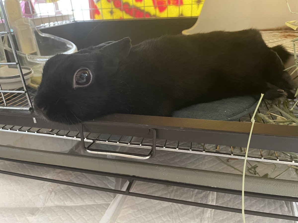 emi268's tweet photo. みんなゴロゴロタイム https://t.co/XP0JIuOnog