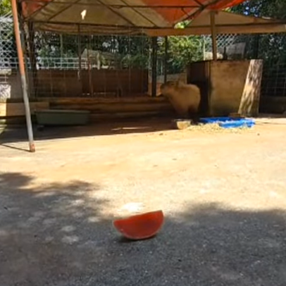 capymofu_jp's tweet photo. バイオ、残ったスイカでエキシビジョンマッチ🍉
コナくんに食べてもらおう♪
#カピバラのスイカ早食い競争 https://t.co/mpXNBDk4lh
