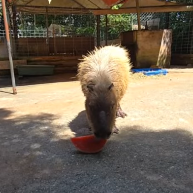 capymofu_jp's tweet photo. バイオ、残ったスイカでエキシビジョンマッチ🍉
コナくんに食べてもらおう♪
#カピバラのスイカ早食い競争 https://t.co/mpXNBDk4lh