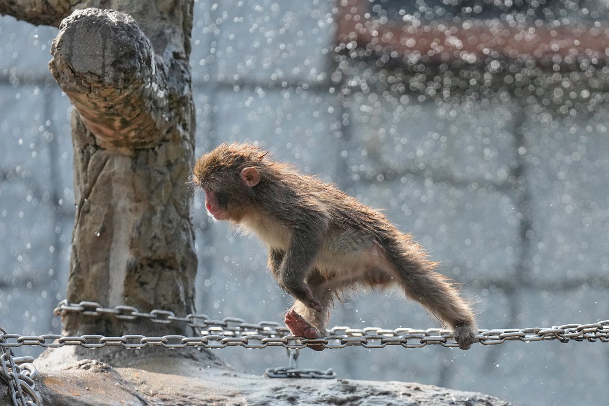 PhilippineStar's tweet photo. HAPPY BIRTHDAY, PUNCH! 🐵🤎

Punch, the orphaned monkey at a Japanese zoo that stole many people’s hearts by clinging to an orangutan plushie, marks his first birthday today, July 26, 2026.

He now has friends and is no longer holding on to the toy.

Punch was abandoned by his mother after his birth a year ago, presumably because of exhaustion. Zookeepers nursed him and gave him the toy to develop his gripping ability, something newborn macaques need to survive.

Now, Punch mingles and plays with other monkeys at an enclosure at the Ichikawa City Zoological and Botanical Garden. (Wire photos) | via Associated Press