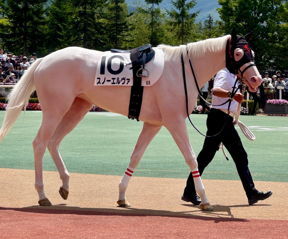 aoraki_family's tweet photo. スノーエルヴァちゃん、よく頑張りました🐴🩷
今日もパドックではぐねぐねでした🤭お兄ちゃんが来てたかな？🐴🩵

#スノーエルヴァ #白毛の競走馬 #アオラキの妹 #札幌競馬場 https://t.co/IdnjYcAG68