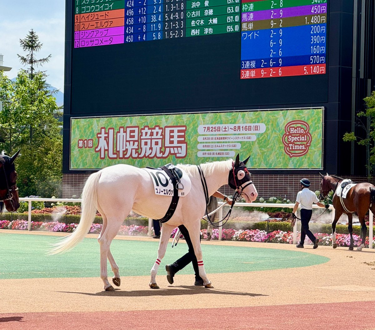 aoraki_family's tweet photo. スノーエルヴァちゃん、よく頑張りました🐴🩷
今日もパドックではぐねぐねでした🤭お兄ちゃんが来てたかな？🐴🩵

#スノーエルヴァ #白毛の競走馬 #アオラキの妹 #札幌競馬場 https://t.co/IdnjYcAG68