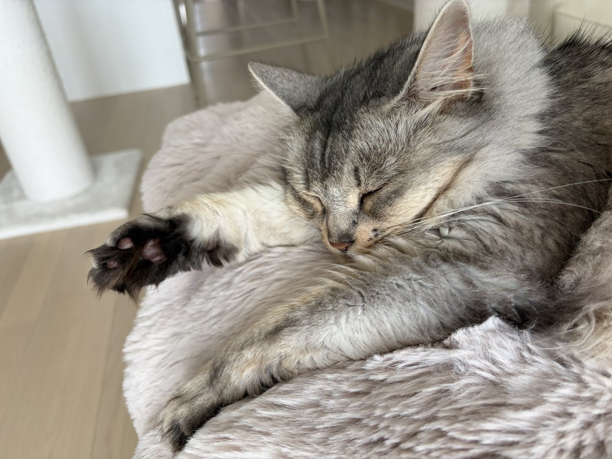cats_divine's tweet photo. 人の顔潰しながら気持ち良さそうにグルグルして満足したら移動して気持ち良さそうに寝る短足🐼 https://t.co/zMzn9xTlC1