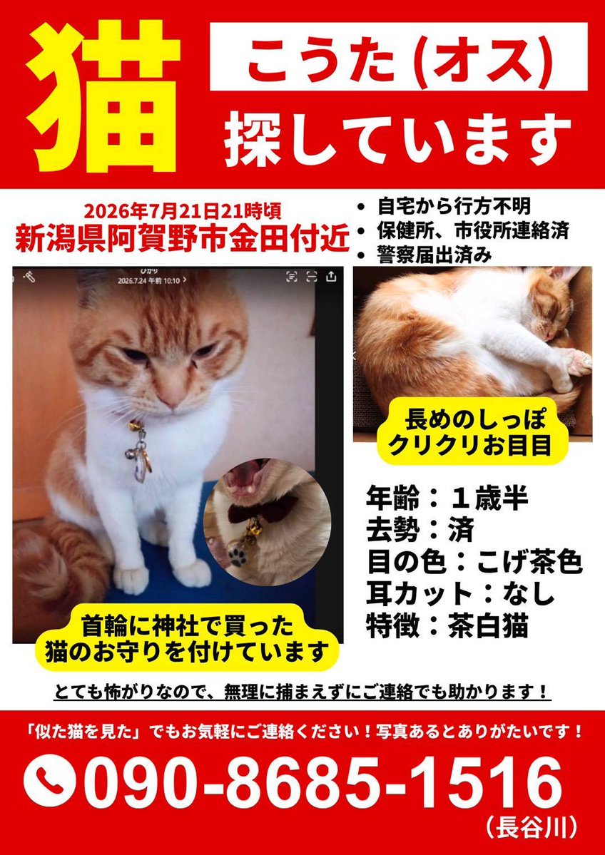 ameru_1213's tweet photo. 友人が行方不明になってしまった飼い猫探しています。
精神的に凄く参ってしまっている様子で...。
お願いなのですが、この写真拡散してもらえないでしょうか？
お願いしますm(_ _)m
#迷い猫
#迷子猫新潟県阿賀野市 https://t.co/91Dmg6BD7Y
