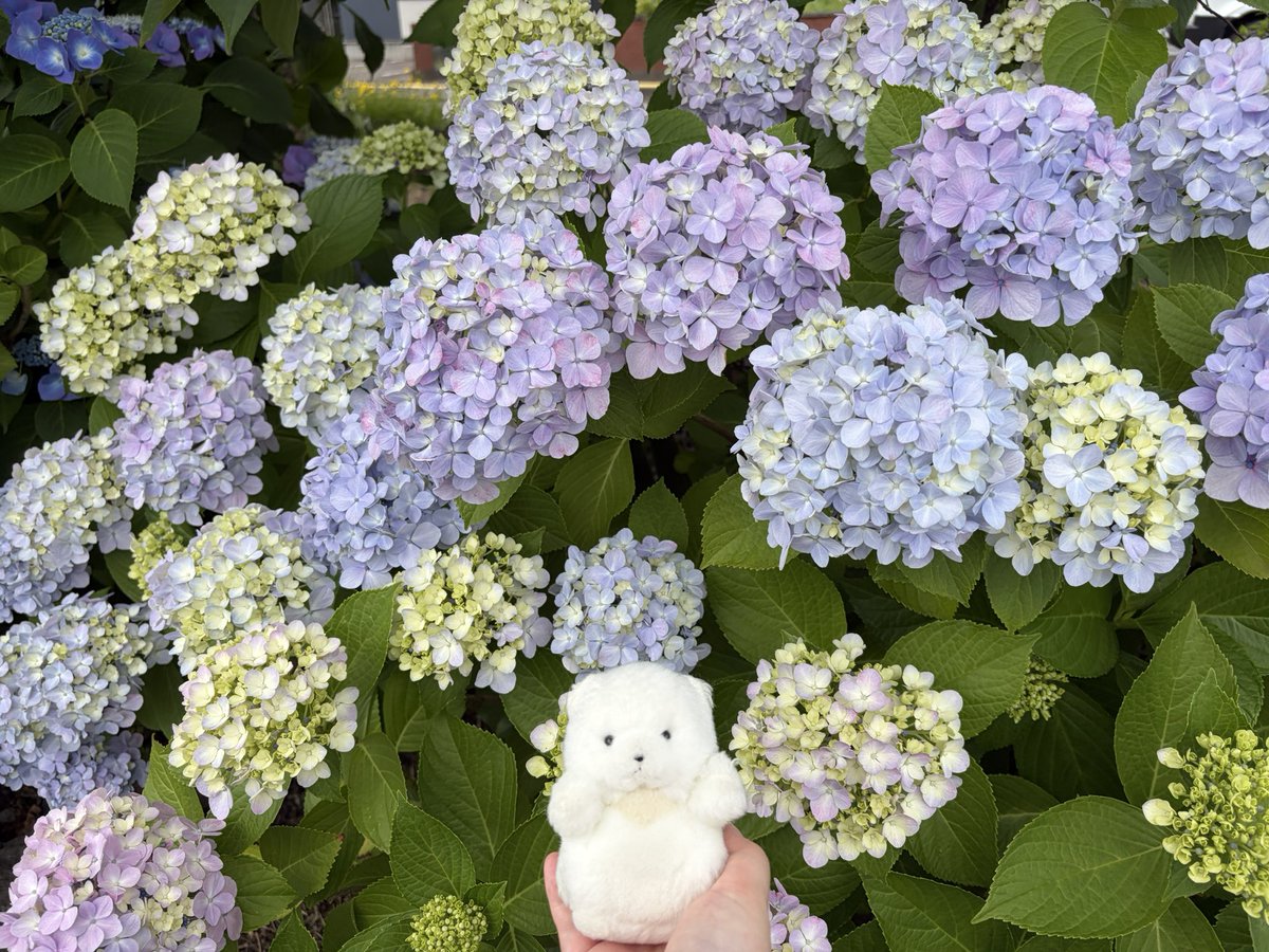 sq_31k's tweet photo. おはなみてきちゃ https://t.co/ylBQx70SGO