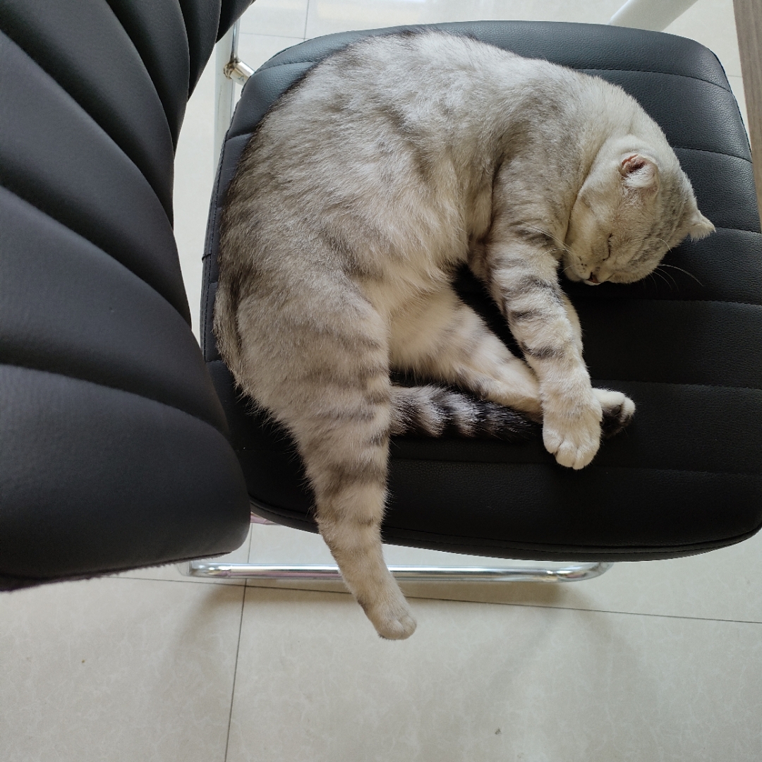 EcUltra's tweet photo. Nothing beats the warm purrs of your fur baby after a long day—pure comfort in every snuggle https://t.co/K0cFfEvnA8