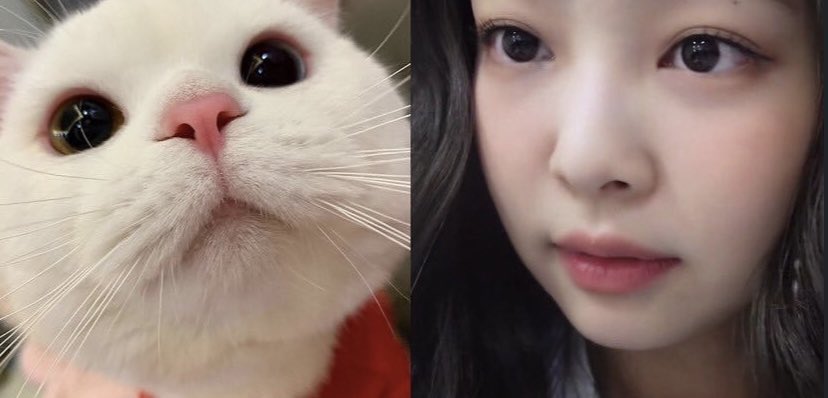 Liberosisi9_'s tweet photo. Jennie and the Cat Thread 🐈🍓
- #JEENE https://t.co/U7wvF8ElOP