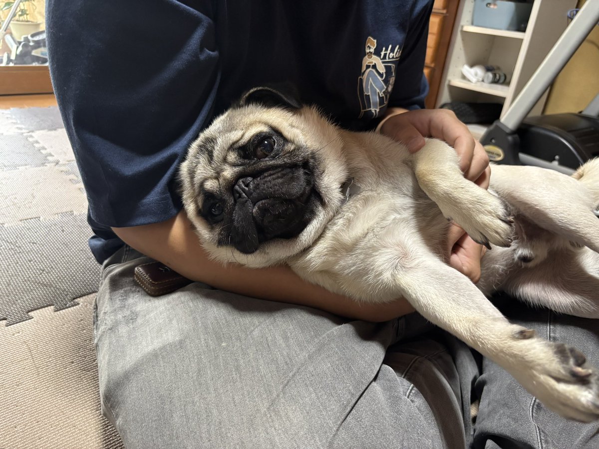 Mr__moss's tweet photo. 彼氏の膝でメロついてる豆 https://t.co/xubNc1jKv9