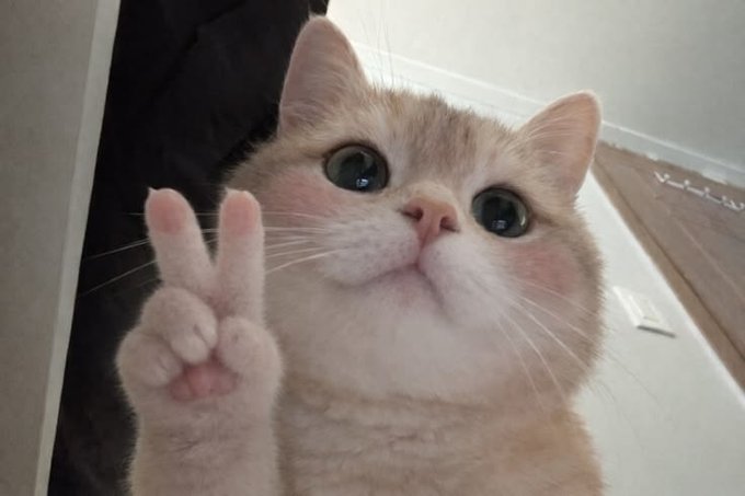 Orangecatpb's tweet photo. Hello
I am Orange Cat https://t.co/FP8WxY1Ogv