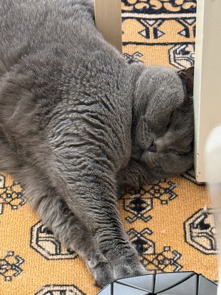 429italy's tweet photo. スヤスヤ💤

#ブリティッシュショートヘア
#猫のいる暮らし
#猫好きさんと繋がりたい https://t.co/PgySzkbaLS