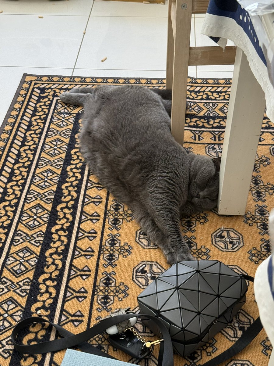 429italy's tweet photo. スヤスヤ💤

#ブリティッシュショートヘア
#猫のいる暮らし
#猫好きさんと繋がりたい https://t.co/PgySzkbaLS