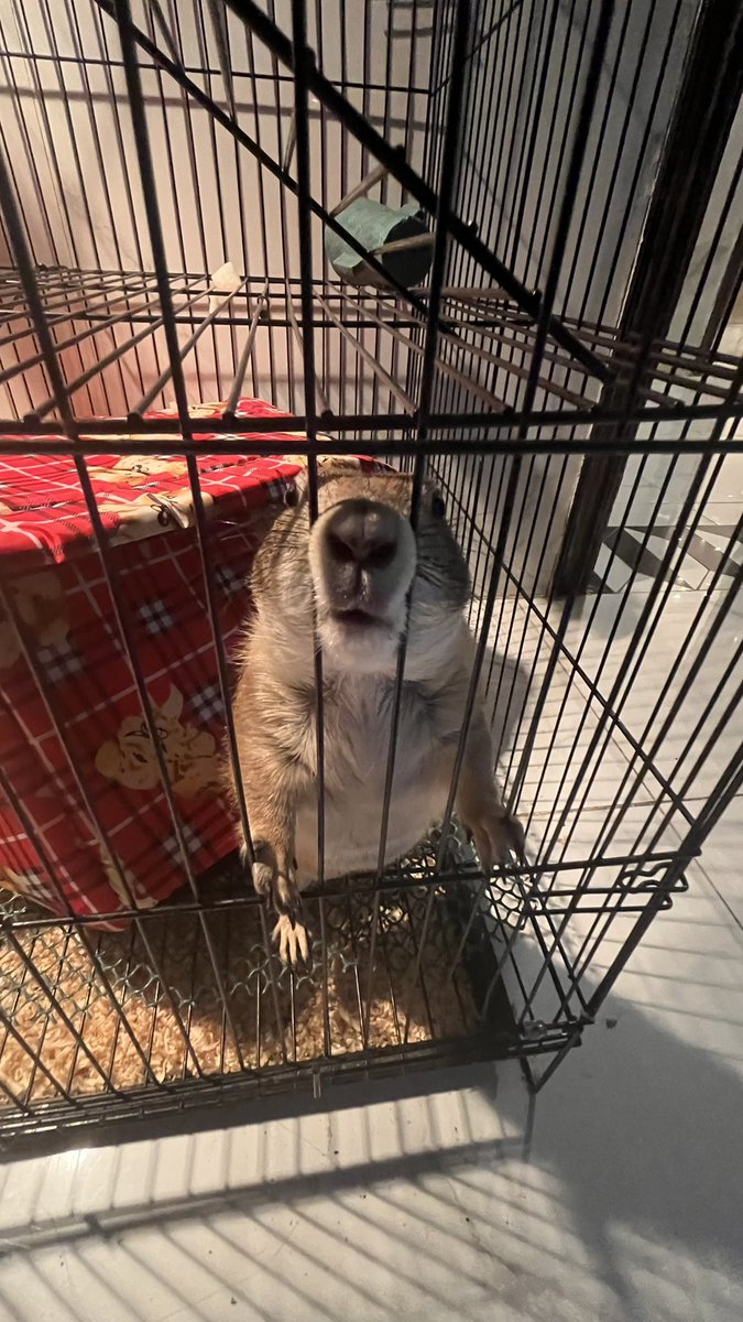 wilbur tweet media