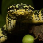 Photo by incidental naturalist (@IncNaturalist)