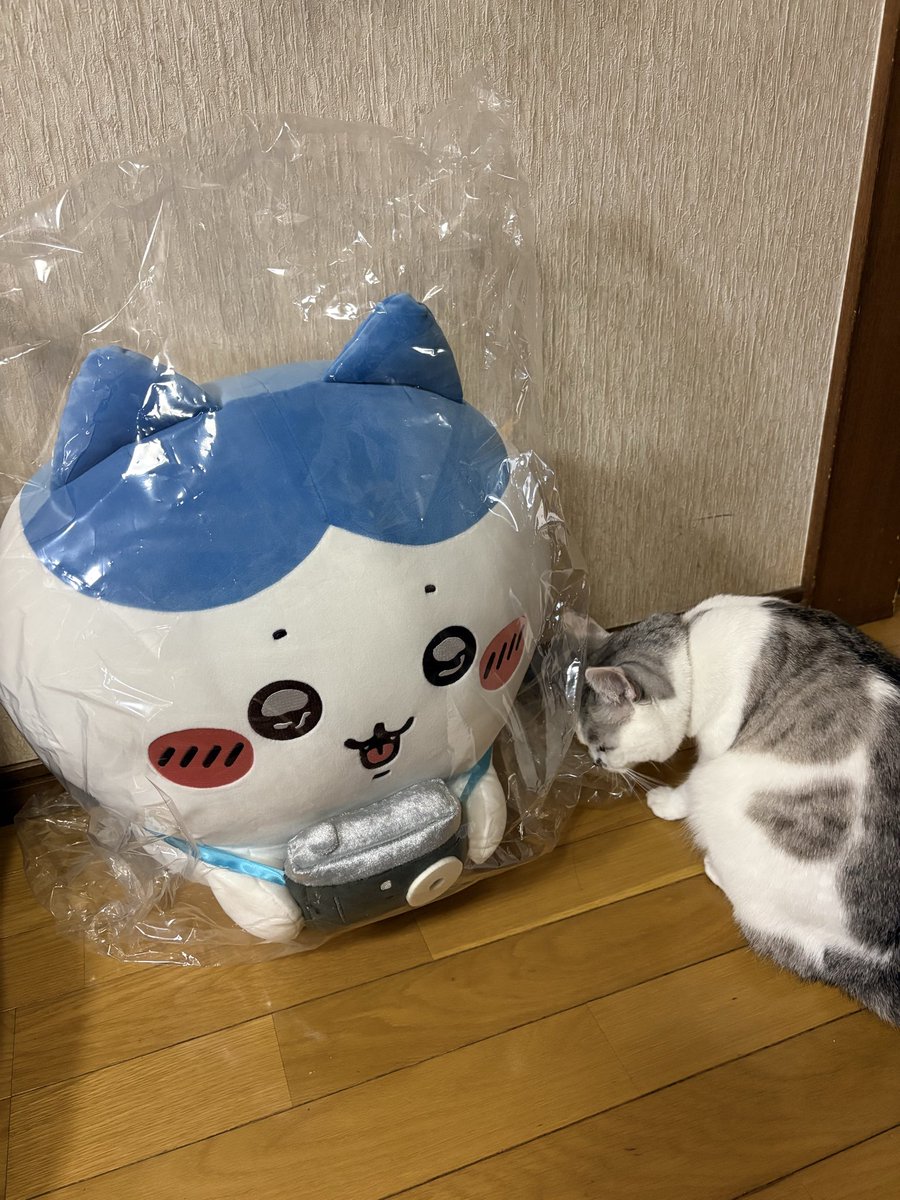 syui001213's tweet photo. 忘れた頃に届いた- ̗̀📦 ̖́-
ハチワレだらけくじA賞🏅
私はＥ賞2個だったけど息子が引きたいというので追加したら一発A賞‼️可愛いけど家が狭いので焦った(꒪ω꒪υ)
どこに置こうかしら…w
 #ちいかわ 
 #ハチワレだらけくじ https://t.co/GWp0QwyPcG