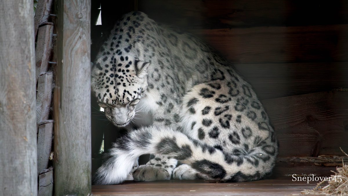 sneplover45's tweet photo. Joep showing off his beautiful tail!
#Snowleopard #Joep #DierenparkHoenderdaell https://t.co/aox058PmXE