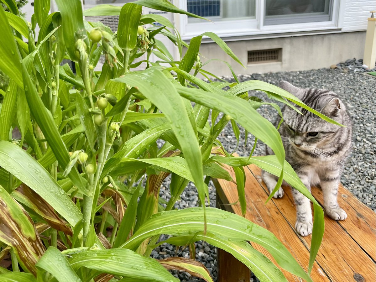 arigatainyan's tweet photo. #猫好きさんと繋がりたい　#猫のいる暮らし　#猫

観察日記
　雨の中 花が咲いたにゃ https://t.co/cb2U8oCCxo