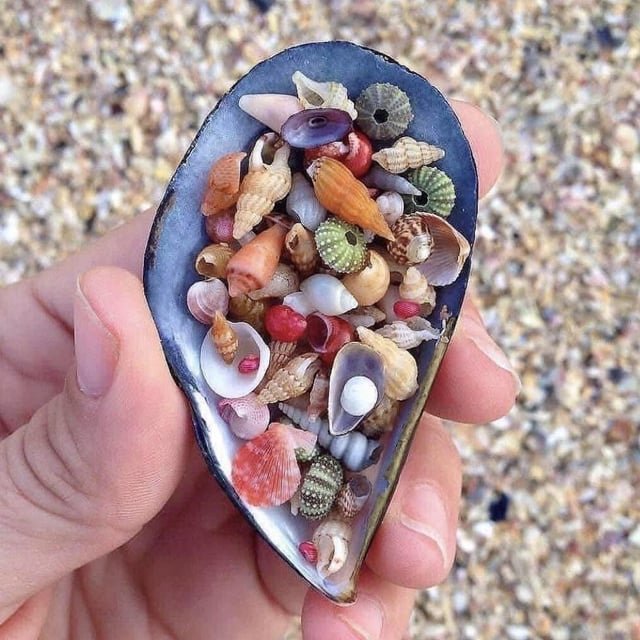 Hana_b30's tweet photo. Various colorful tiny seashells 🐚 https://t.co/lvztwlJgsf