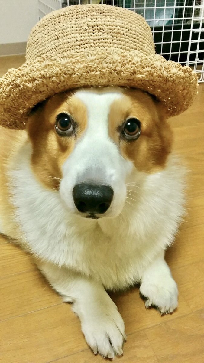 WCorgiYou's tweet photo. 2014年夏の優くん。

飼い主の帽子を被らされてあまり好きじゃないスマホを向けられて何とも言えない表情をしてます（苦笑）

若かったねえ🐶👒

#思い出写真
#秘密結社老犬倶楽部天国支部 https://t.co/ONbrfCyMww