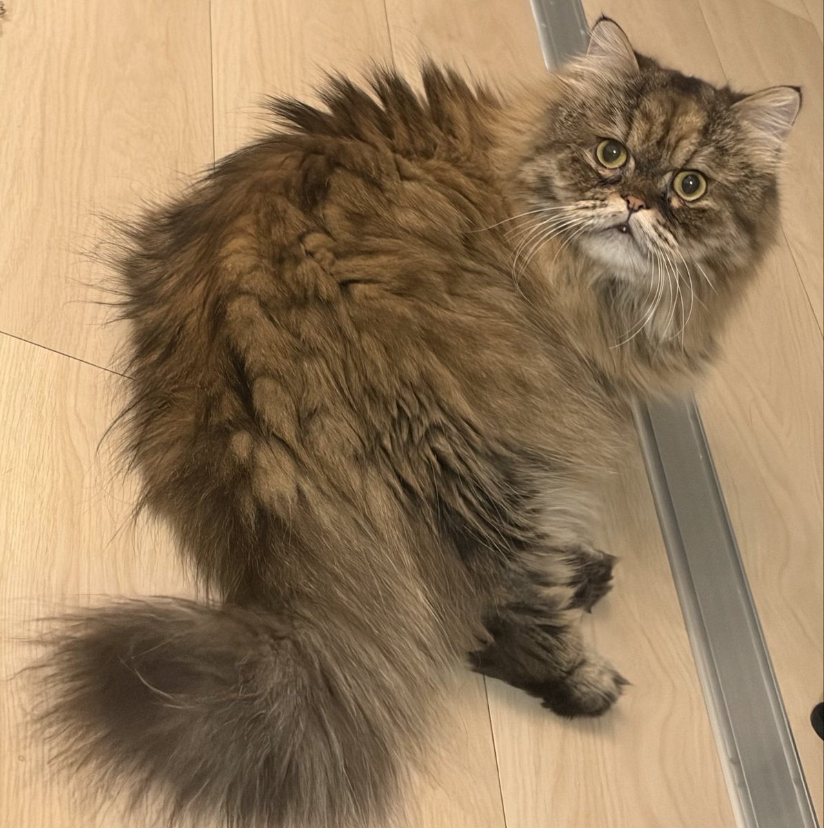 minuminuminue's tweet photo. これは"キョトン"だな🤔
"キョトン"としか言いようがない https://t.co/rCDKMuTXpd