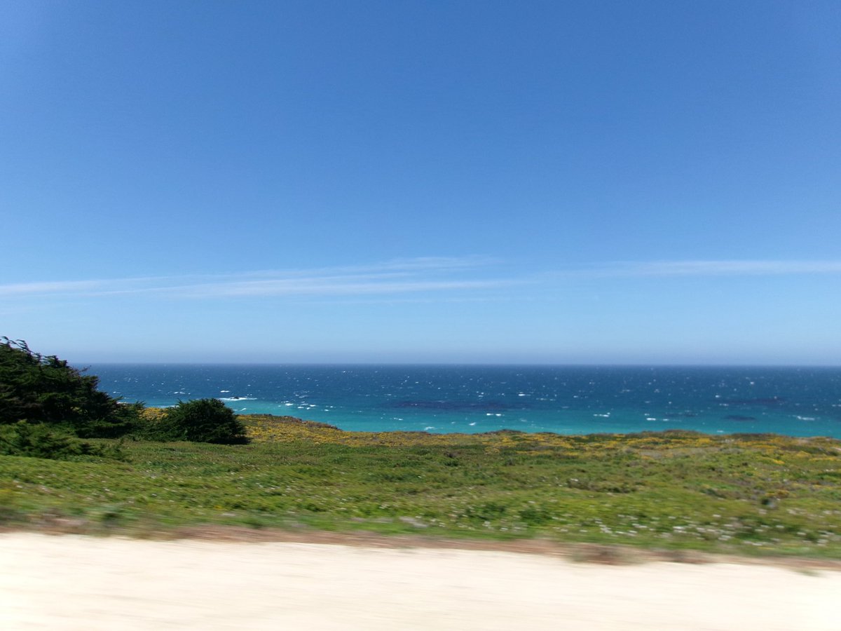 aquag111rl's tweet photo. beach cows taken on my digi<3 #highway1 https://t.co/8xicgi1geR