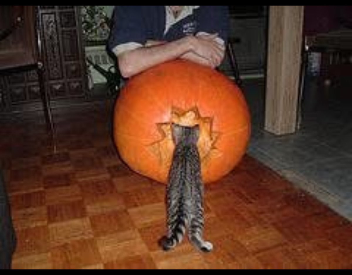MalaMoragain13's tweet photo. Kittens are life! 😻😻
That’s Willow examining his first pumpkin in 2004!
Then I have Oscar and Felix mid-yawn, which I prefer to think of their Primal Scream Moments. 😻
#Cats #PetTax #OhOscar #OhFelix #OhWillow https://t.co/6SFku4FopP