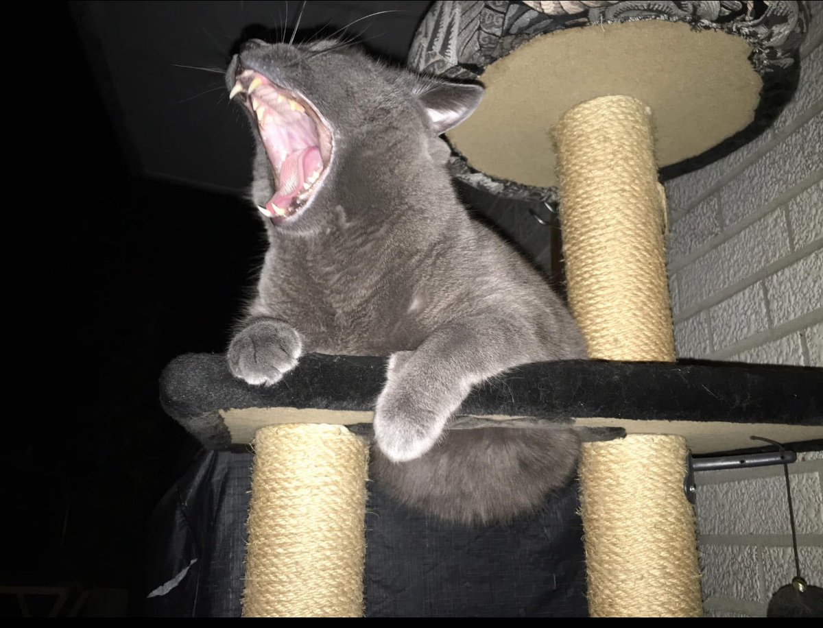 MalaMoragain13's tweet photo. Kittens are life! 😻😻
That’s Willow examining his first pumpkin in 2004!
Then I have Oscar and Felix mid-yawn, which I prefer to think of their Primal Scream Moments. 😻
#Cats #PetTax #OhOscar #OhFelix #OhWillow https://t.co/6SFku4FopP