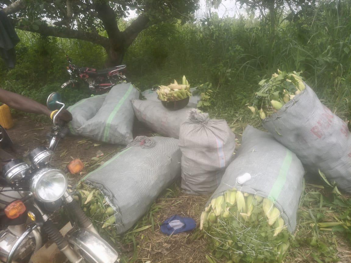 YoFiN_Ondo's tweet photo. Bumper harvest! 🌽 Hard work never goes unrewarded. Congratulations to our member from Ondo  on this outstanding maize harvest. Together, we're growing food, creating opportunities, and feeding the nation. 💚🚜 #YoFiN #YoungFarmers #FeedingNaija https://t.co/Rhzeo7buTj
