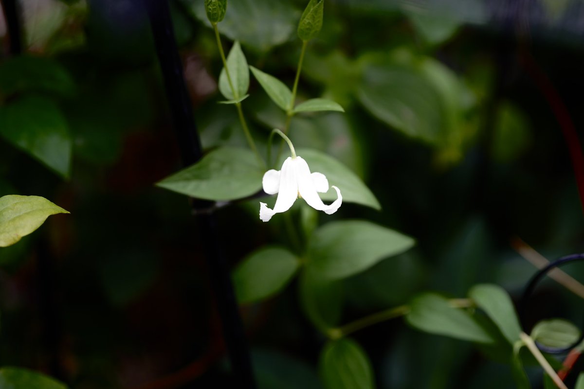 ooedoClematis's tweet photo. 大江戸家のクレマチス#85
白麗(地植え)
もう一株の白麗も咲きました。
品があって好きな花。
まだひ弱な苗なので大きく育てたいと思います。
#クレマチス 
#白麗 https://t.co/6hKRfRbgqv