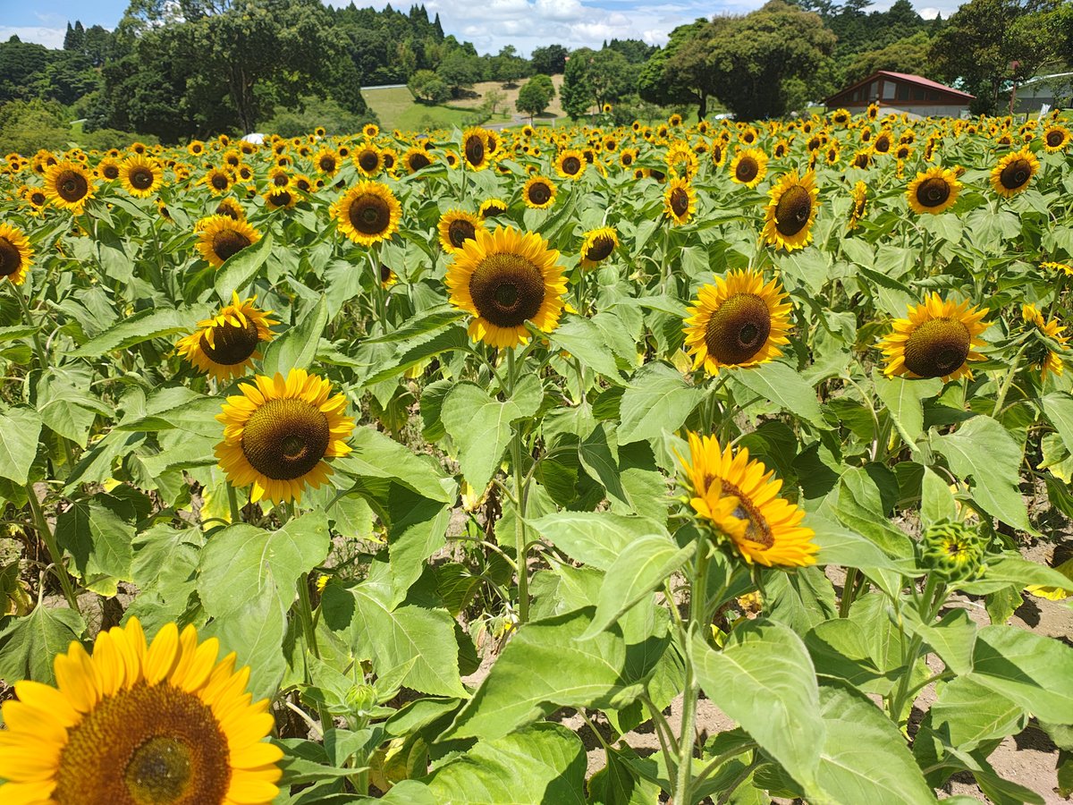 masasa1034's tweet photo. 鹿児島市都市農業センターまで
ひまわり見に行ってきた🌻 https://t.co/7FeiUTyzID