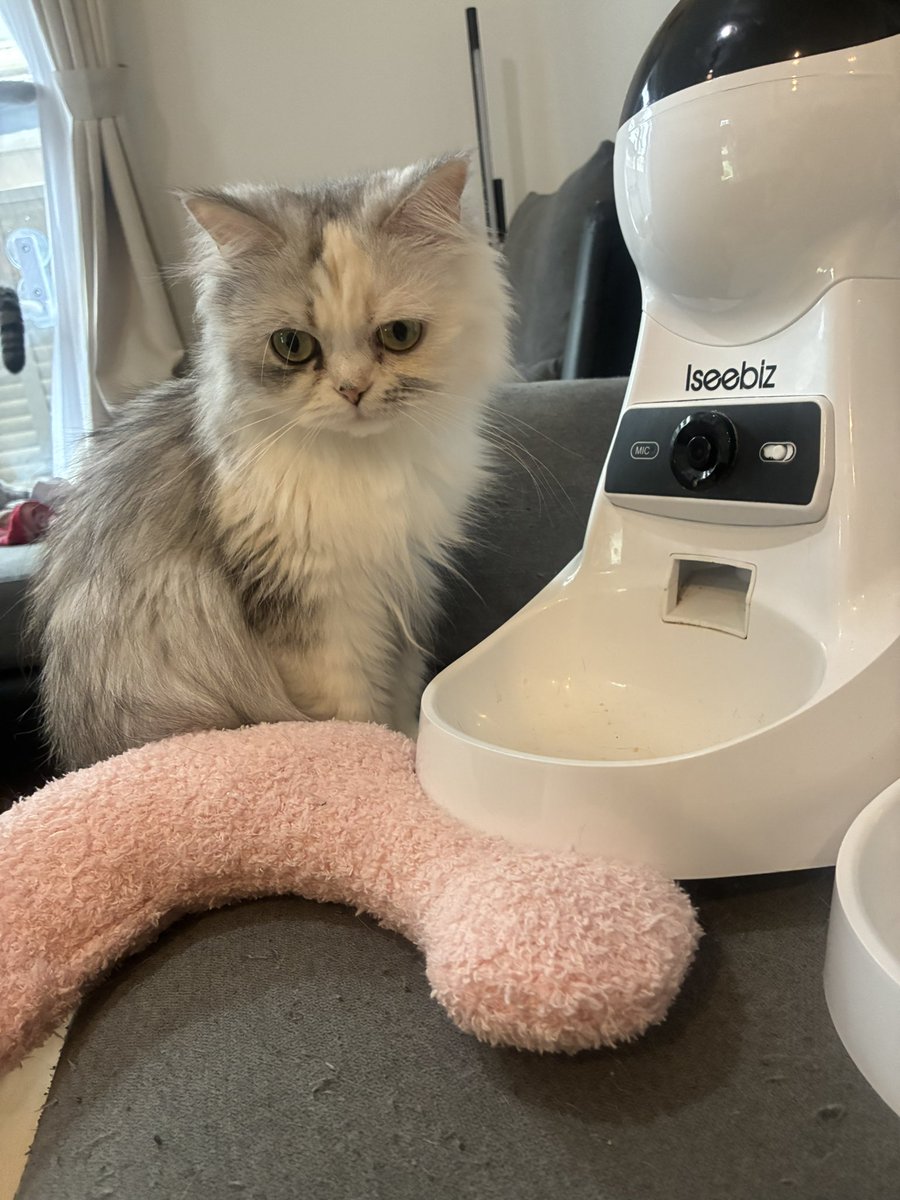 cat1121cat's tweet photo. ご飯欲しいにゃ！ https://t.co/I7SsfeO46Q