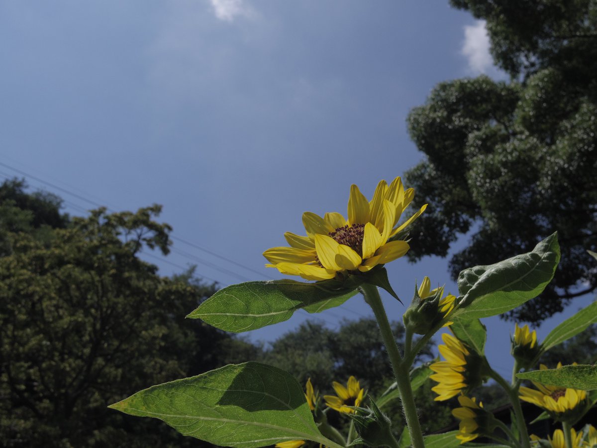 haniwame's tweet photo. 昨日のハーブ園のやーつ
植物はいいね、花は心を癒してくれる
#ファインダー越しの世界
#日常垢さんと繋がりたい https://t.co/KEShB8FMrD
