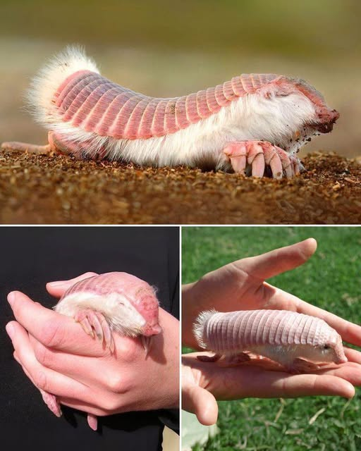 Caesar_4th's tweet photo. The pink fairy armadillo (Chlamyphorus truncatus) is the smallest species of armadillo, first described by Richard Harlan in 1825. The pink fairy armadillo is 90–115 mm (3.5–4.5 in) long, and typically weighs about 120 g (4.2 oz). https://t.co/5KShY7822Y