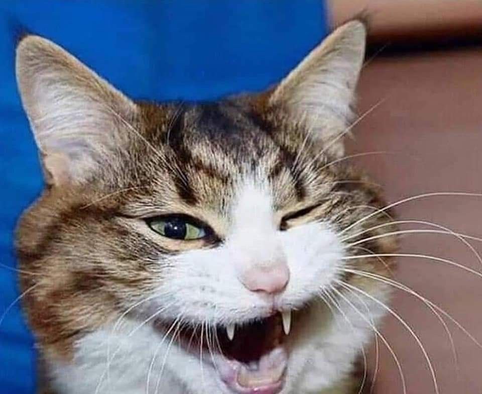 sobat meow tweet media