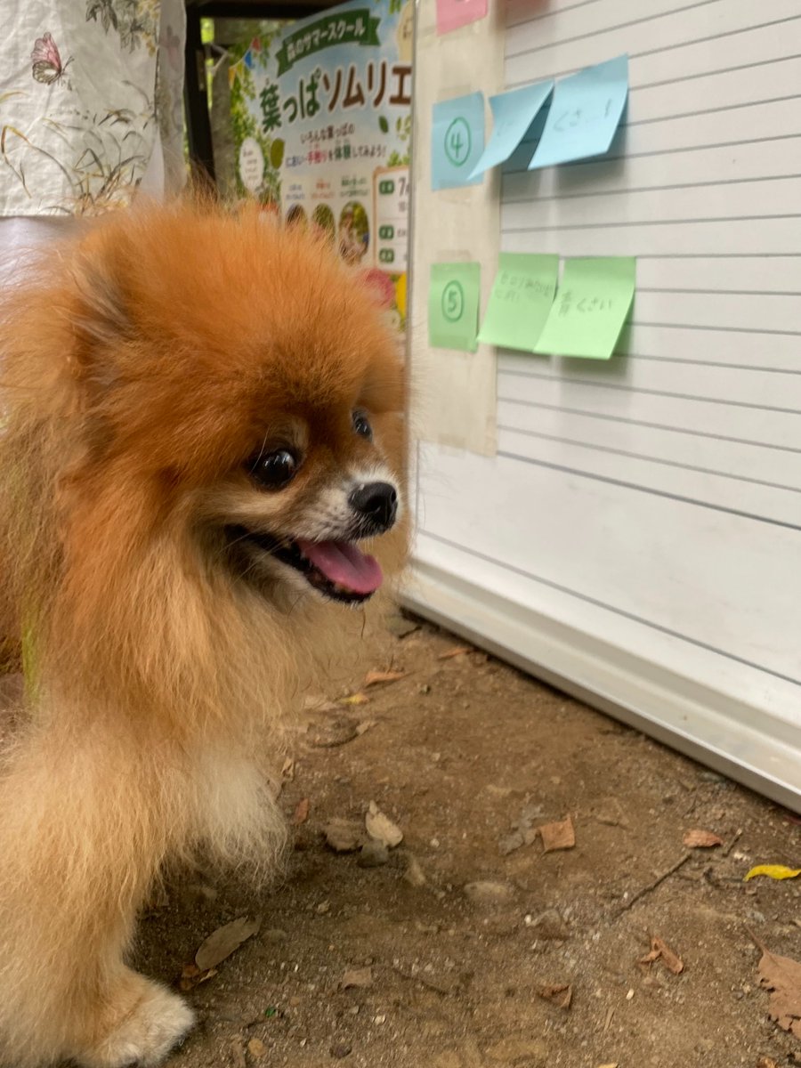 ParksRinsi's tweet photo. 7/26(日)じゃぶじゃぶ池の前で開催した
「⑧葉っぱソムリエになろう🌿」

園内にある5種類の木の葉っぱをかいで、
感じた香りを自分の言葉で表現👃

違いをよ～く覚えたら
最後は、ソムリエ認定試験🍷

嗅覚だけを頼りに、目隠ししたボトルに入った葉っぱを当ててもらいました

#森のサマースクール https://t.co/FzjoU7bn2R