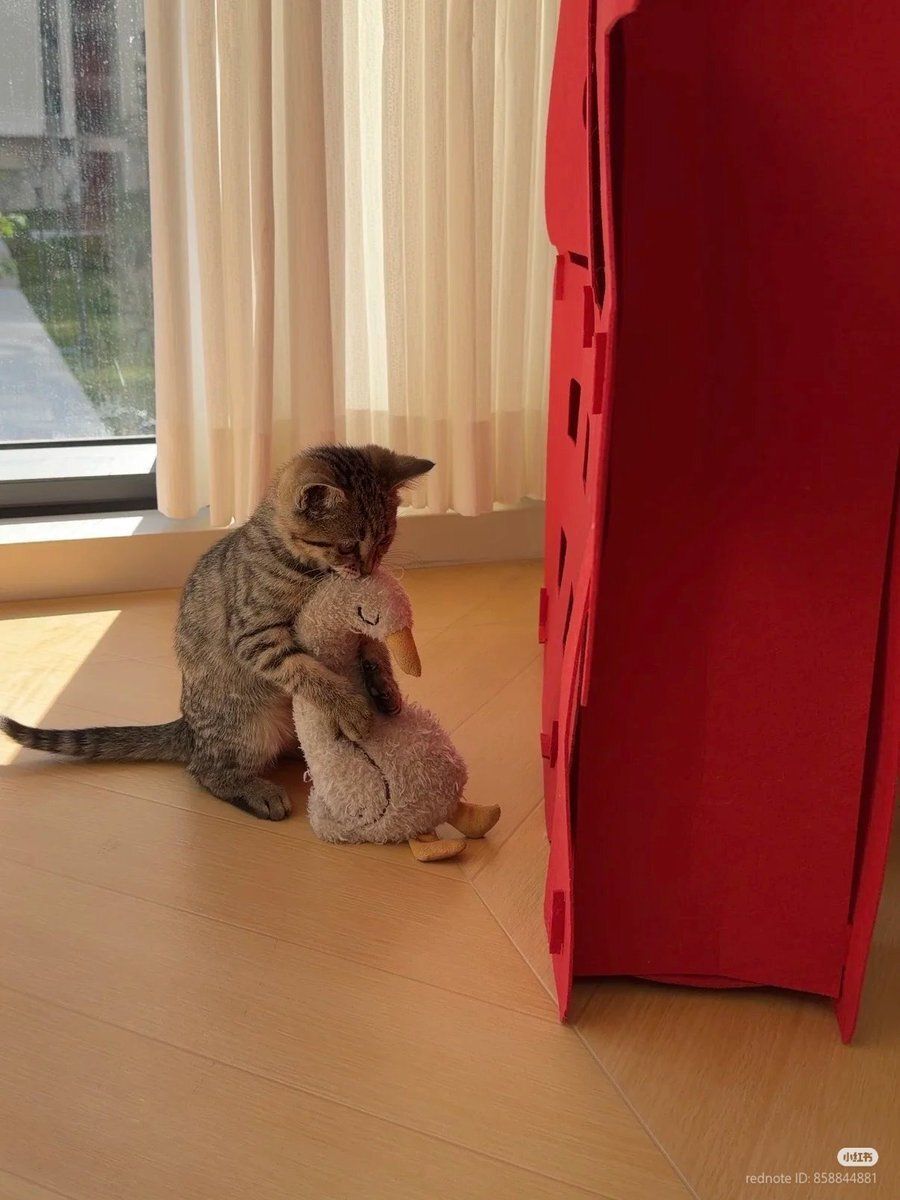 cats without context tweet media