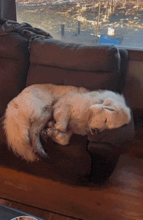 BensonDeir50140's tweet photo. My pupper’s sleepy snuggles on the couch make every dull weekday feel like a warm, cozy win https://t.co/VarIUofd1C