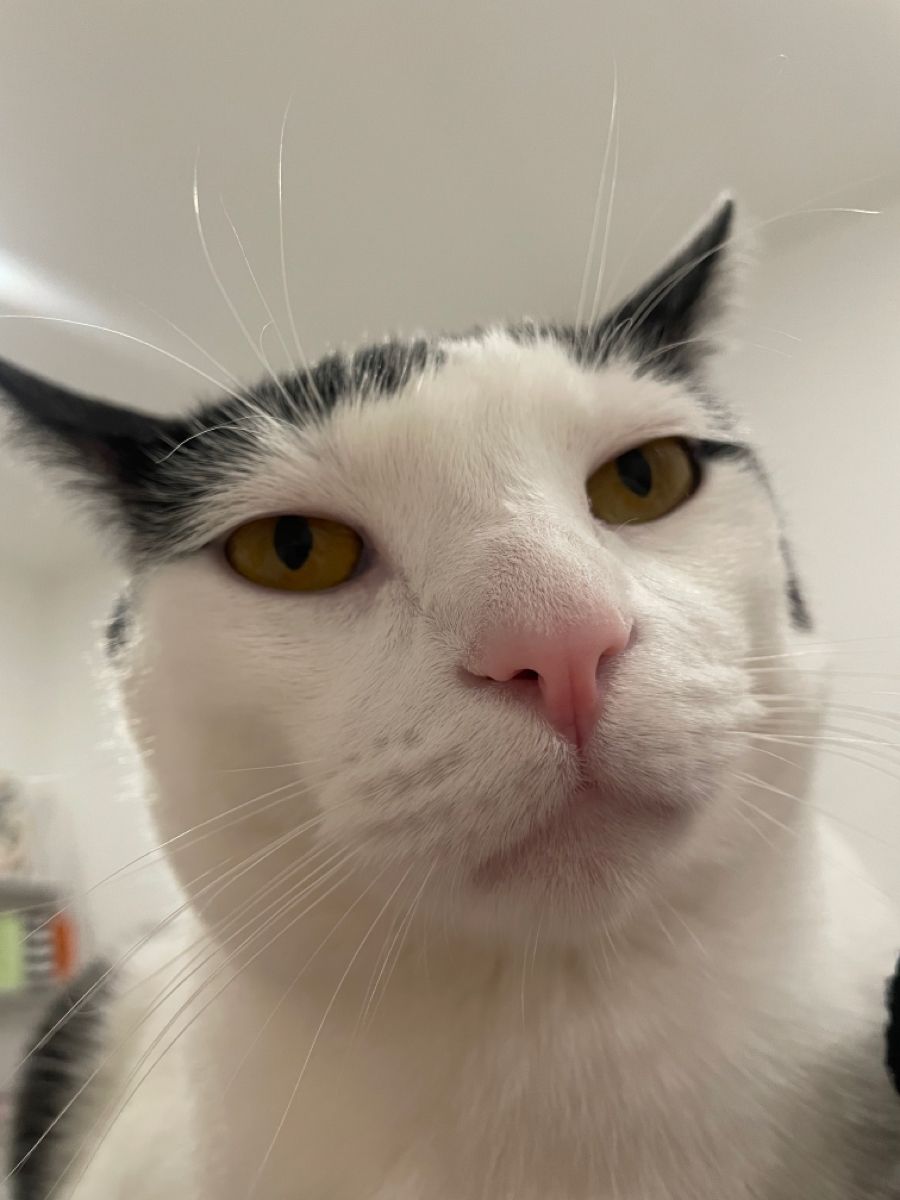 sobat meow tweet media