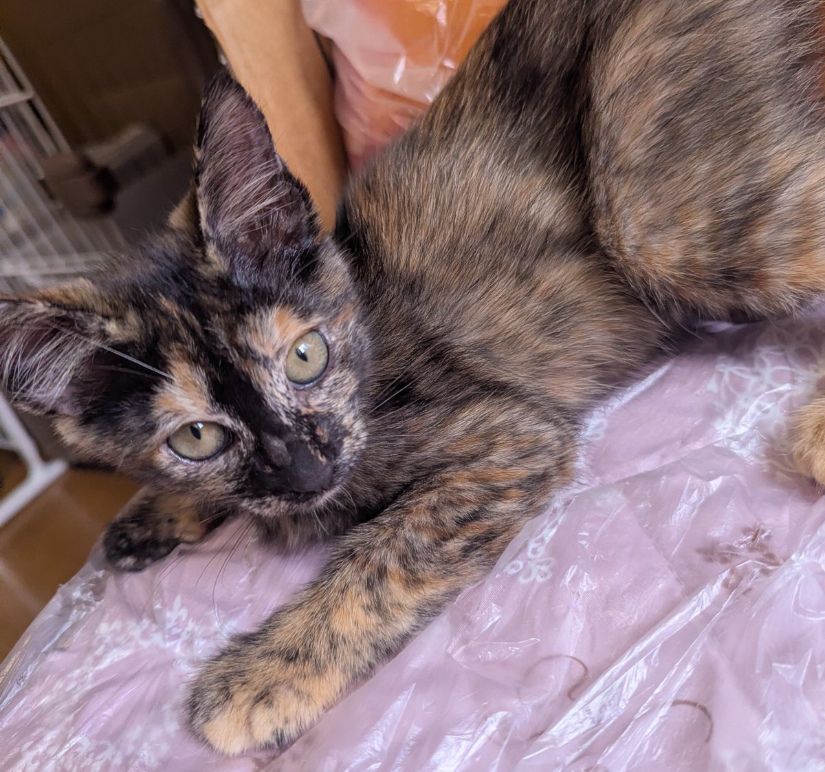nyamun3's tweet photo. 猫ちゃんも寝んねしてるし私も眠いからお昼寝でもしよっかな。本日もいい写真撮れた😊 https://t.co/X7S9WG5Frz