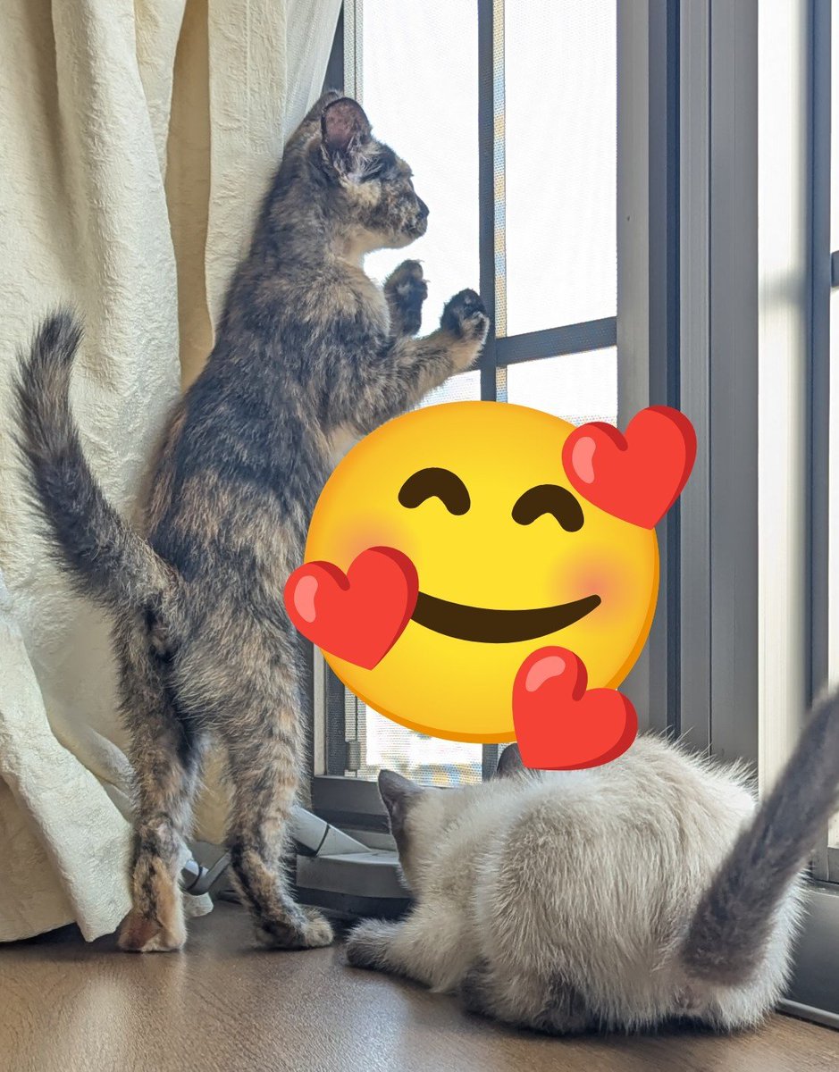 nyamun3's tweet photo. 猫ちゃんも寝んねしてるし私も眠いからお昼寝でもしよっかな。本日もいい写真撮れた😊 https://t.co/X7S9WG5Frz