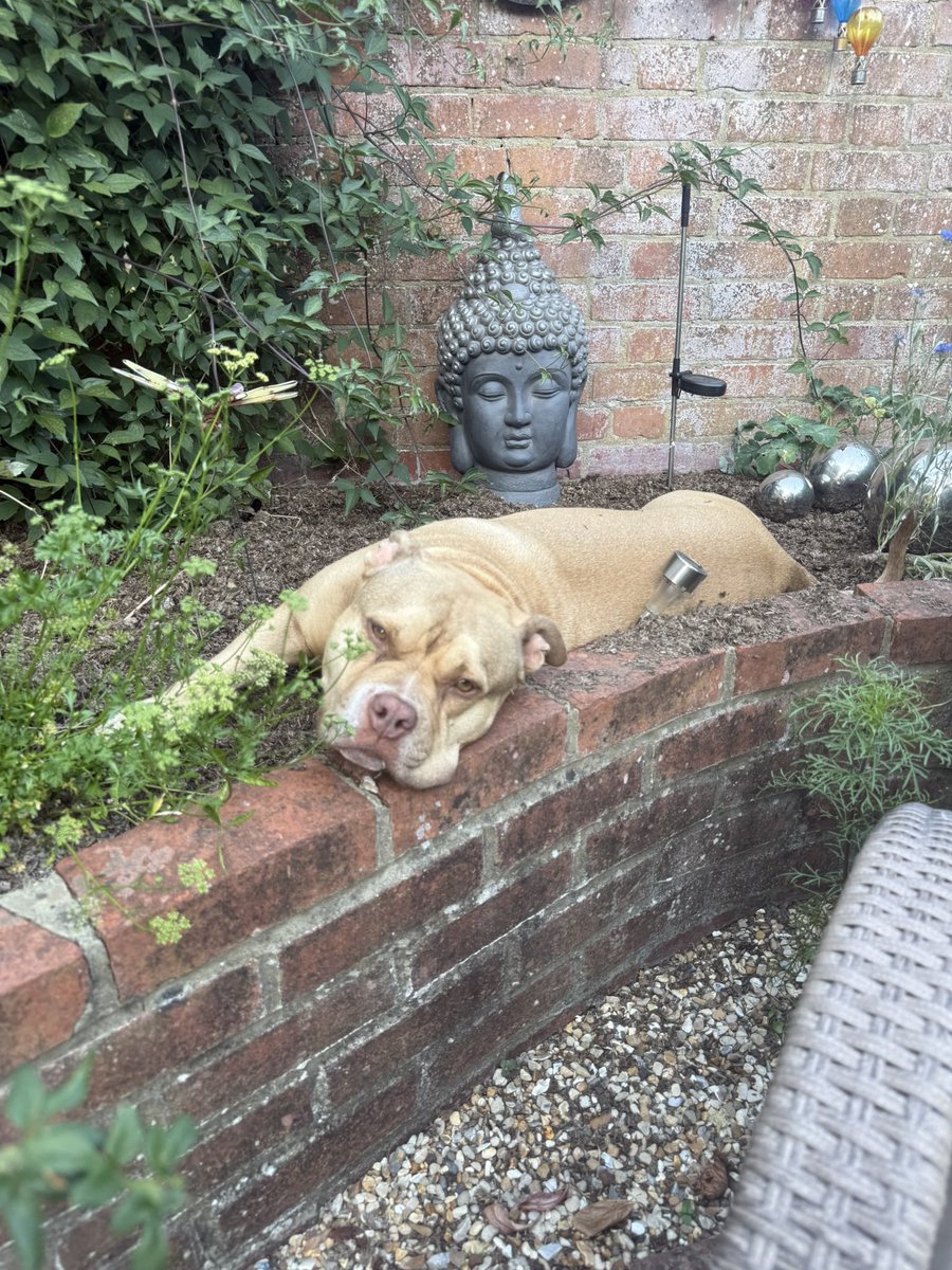 JaneGeorge1's tweet photo. @FamersDog My Mitzi lounging in the garden 🐾🧡🐾 https://t.co/44bIJvpuYZ