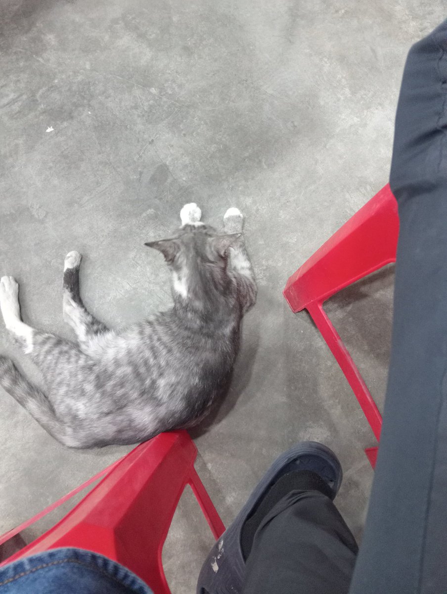 nnuyenn's tweet photo. the cat's pretty ✨ https://t.co/bPdYJiipsS