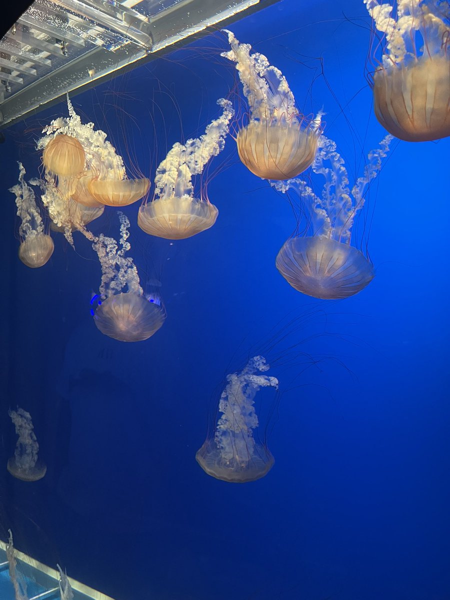 brightinly's tweet photo. blub blub https://t.co/yyTbzhWV0D