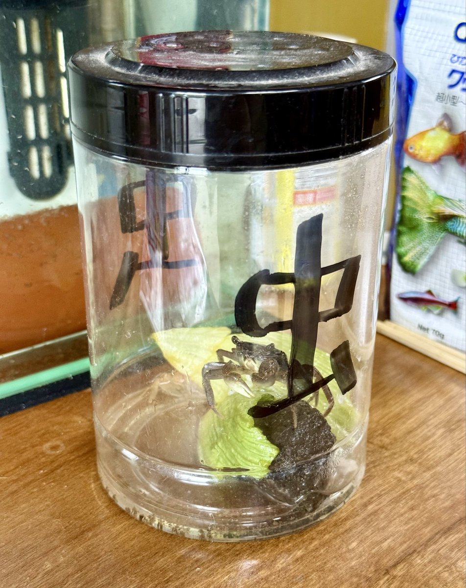 tiger_3915's tweet photo. うちのばあちゃん家はおもしれー家

お花と生き物と変なものがいっぱいある

20年くらい前にお祭りの金魚すくいで取った現在めちゃデカな金魚もいるし https://t.co/PYQwBFmip0