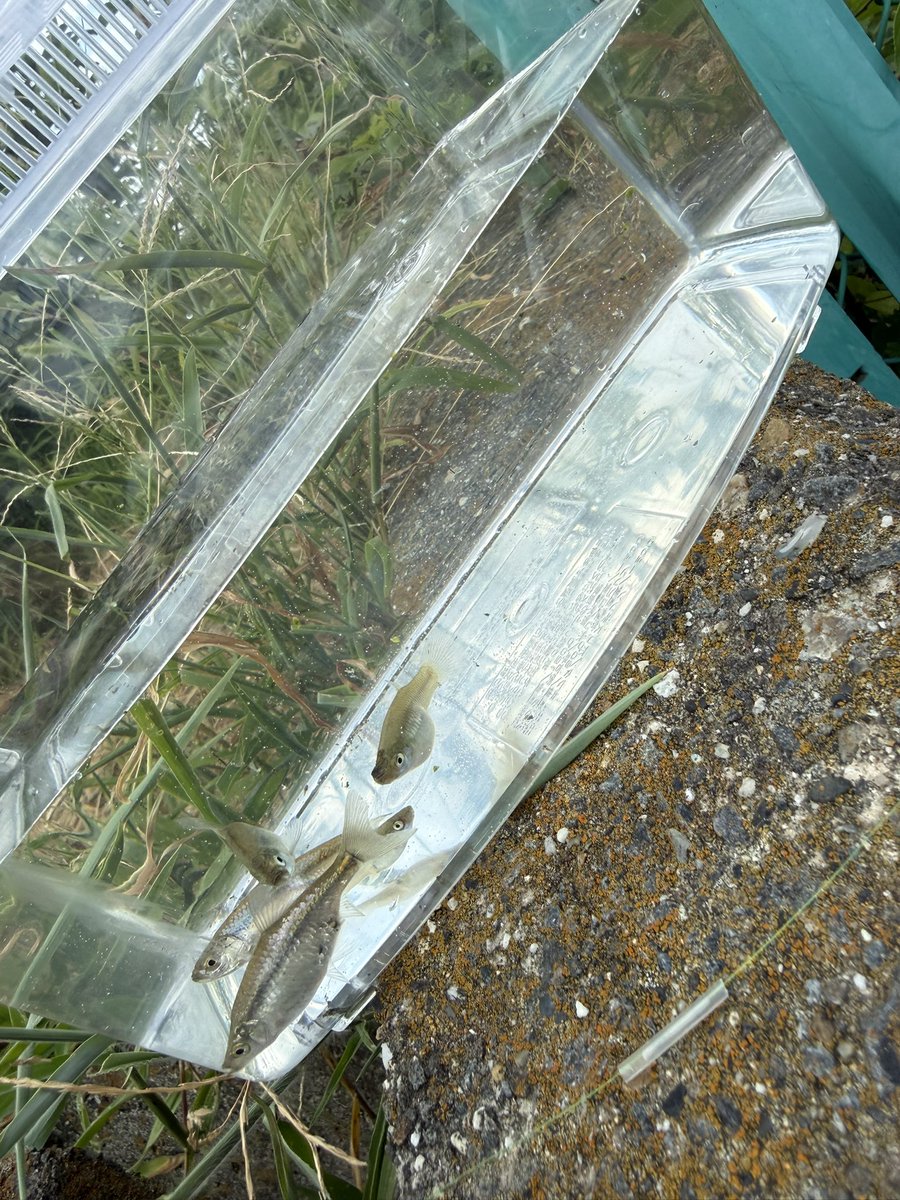 K_catfish90's tweet photo. 子供たちと小物釣り🎣 https://t.co/gVZUWdQKLS