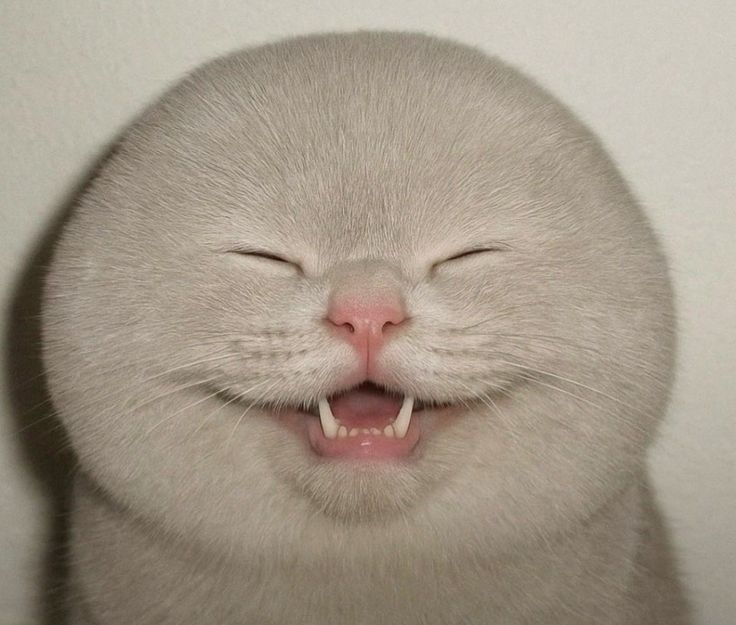 sobat meow tweet media