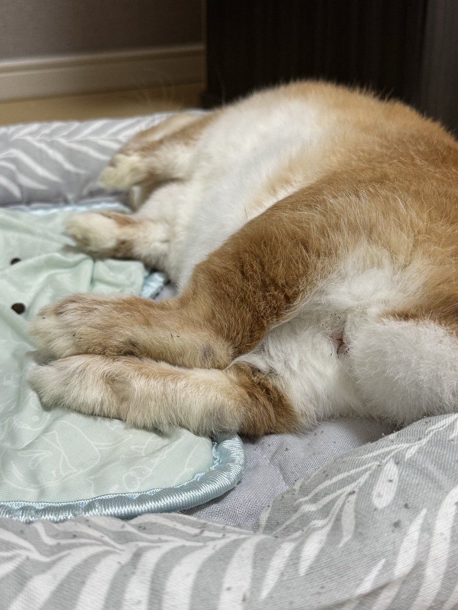 con_usa0125's tweet photo. 今日のうさぎ
#うさぎ https://t.co/mdJyeBAf2c