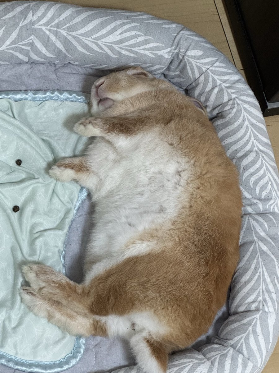 con_usa0125's tweet photo. 今日のうさぎ
#うさぎ https://t.co/mdJyeBAf2c