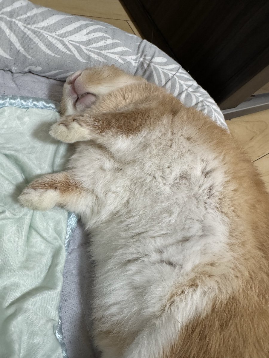 con_usa0125's tweet photo. 今日のうさぎ
#うさぎ https://t.co/mdJyeBAf2c