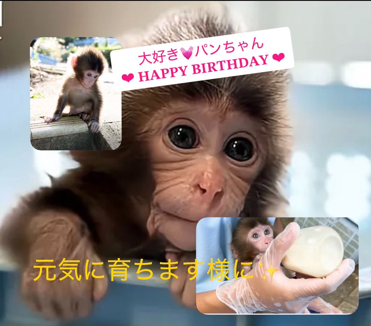 mayu20100625's tweet photo. @ichikawa_zoo パンチくん💓お誕生日おめでとう💓✨️いつも可愛くて優しくて頑張ってるパンチくんが大好きだよ🥰
出会ってくれて、ありがとう💓✨️
パパさん、ありがとう😊
暑い中、産んでくれたお母さんありがとう😊パンチくんは全部をわかってるかの様にいつも前向きに頑張ってる🥰
これからも元気でいてね🥰 https://t.co/5Jt0kCFM9W